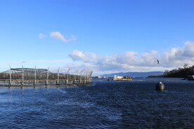 三文鱼养殖基地