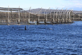 三文鱼养殖基地