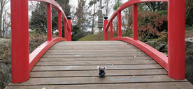 塔斯马尼亚皇家植物园