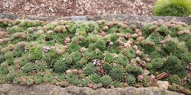 塔斯马尼亚皇家植物园