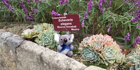 塔斯马尼亚皇家植物园