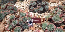 塔斯马尼亚皇家植物园