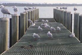 港湾 港口 鸽子