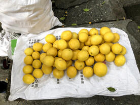 一堆柠檬