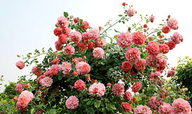 藤本月季盛开