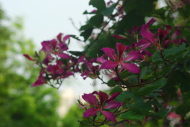 紫荆