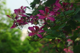紫荆