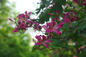 紫荆花