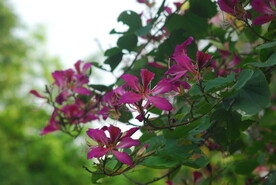 紫荆花