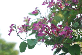 紫荆