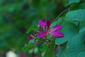 紫荆花