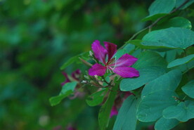 紫荆花