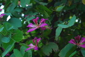 紫荆