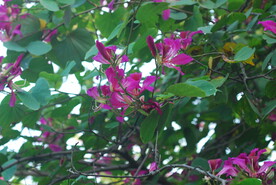 紫荆
