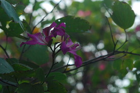 紫荆花