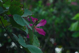 紫荆花