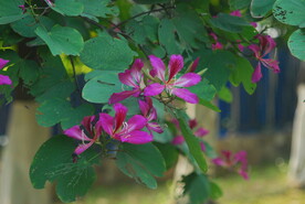紫荆花