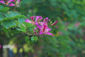 紫荆花