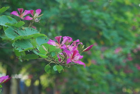 紫荆花