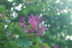 紫荆