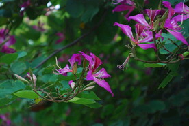 紫荆花