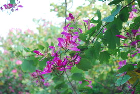 紫荆花