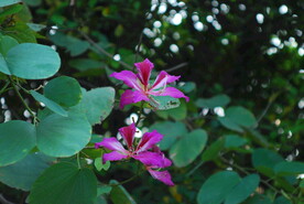 紫荆