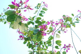 紫荆花