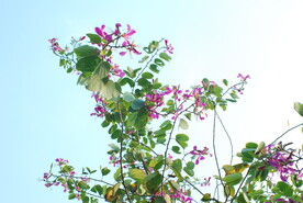 紫荆与蓝天