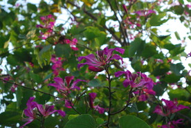 紫荆