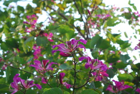 紫荆花