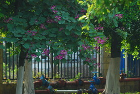 紫荆花树
