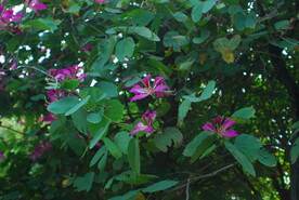 紫荆与绿叶