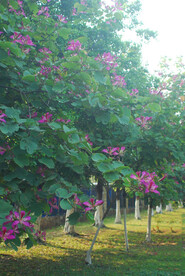 紫荆花树