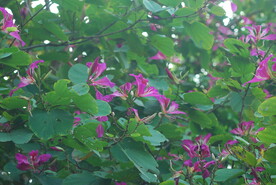 紫荆