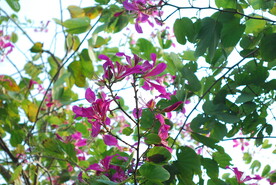 紫荆花