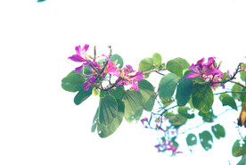 紫荆花卉