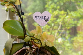 蝴蝶兰