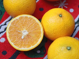 桔柚