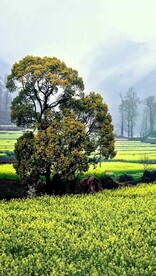 唯美风景高清拍摄竖屏素材