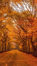 唯美风景高清拍摄竖屏素材