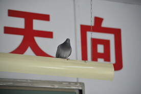 误闯教室的鸽子