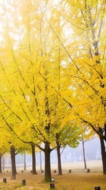 高清唯美风景拍摄竖屏素材