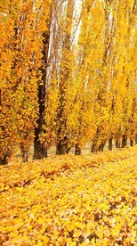 高清唯美风景拍摄竖屏素材