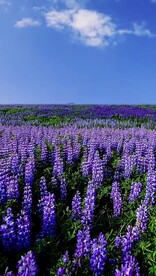 高清唯美风景拍摄竖屏素材