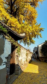 高清唯美风景拍摄竖屏素材