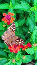 高清唯美风景拍摄竖屏素材