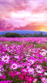 高清唯美风景拍摄竖屏素材