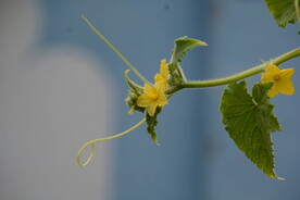黄瓜花