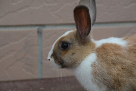 小兔